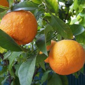 Померанец(горький апельсин)-Citrus aurantium-Pomeranze-Bitterorange