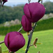 Магнолия 'Черный Тюльпан', Магнолия 'Блэк Тюлип' / Magnolia 'Black Tulip'