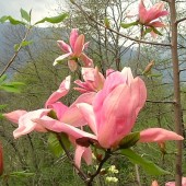 Магнолия 'Рассвет' / Magnolia 'Daybreak'