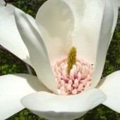 Магнолия 'Жоли Помпон' / Magnolia 'Joli Pompon'