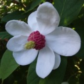 Магнолия Зибольда / Magnolia sieboldii