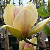 Магнолия 'Сансейшн' / Magnolia 'Sunsation'