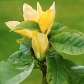 Магнолия бруклинская 'Желтая птица' / Magnolia brooklynensis'Yellow Bird