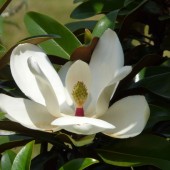 Магнолия крупноцветковая 'Alta' / Magnolia grandiflora 'Alta'