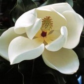 Магнолия крупноцветковая 'Франсуа Трейв' / Magnolia grandiflora 'Francois Treyve'