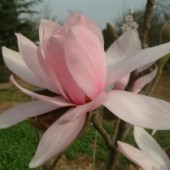 Магнолия 'Розовая красавица' / Magnolia 'Pink Beauty'