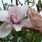 Магнолия 'Атлас' / Magnolia 'Atlas'