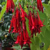 Фуксия боливийская-Fuchsia boliviana red