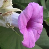 Гавайская роза-Argyreia nervosa