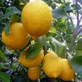 Лимон иволистный-C.limon "Salicifolia