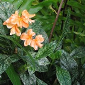 Кроссандра воронковидная вариегная-Crossandra infundibuliformis variegata