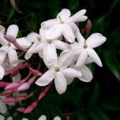 жасмин многоцветковый-jasminum polyanthum