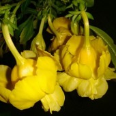 Алламандра махровая желтая-Allamanda Double Yellow
