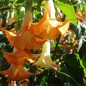 Бругмансия Color Point -Brugmansia Color Point