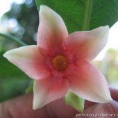 Райтия софт пинк- Wrightia soft pink flower