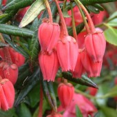 Кринодендрон Гукера-Crinodendron hookerianum