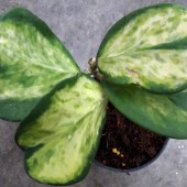 Hoya kerrii variegata chanrit's choice