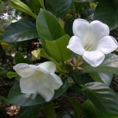 Портландия грандифлора-Portlandia grandiflora