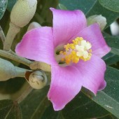 Лагунария Паттерсона-Lagunaria patersonia