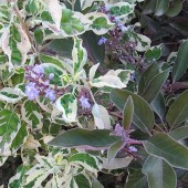 Витекс вариегатный-Vitex trifolia variegata