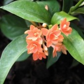 Иксора orange flower and triple petal  -Ixora orange flower and triple petal