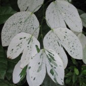 Баухиния вариегатная-Bauhinia white variegated