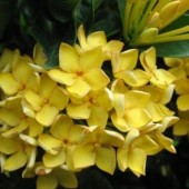 Иксора yellow flower and wavy leaf - Ixora  yellow flower and wavy leaf