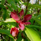 Магнолия figo(red flowers)- Magnolia figo(red flowers)