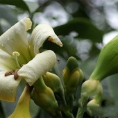 Фагрея душистая вариегатная-Fagraea fragrans variegated