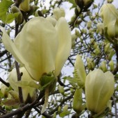 Магнолия голая'Yellow river'-  Magnolia denudata 'Yellow river'