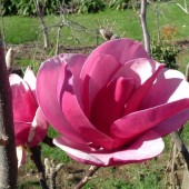 Магнолия CLEOPATRA- Magnolia CLEOPATRA