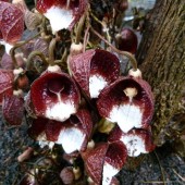 Аристолохия древовидная-Aristolochia arborea