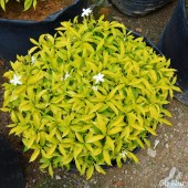 Табернемонтана dwarf golden variegat-Tabernaemontana dwarf golden variegat