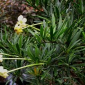Брунфельсия densifolia- Brunfelsia densifolia