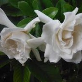 Гардения жасминовидная 'Miami Supreme-Gardenia jasminoides 'Miami Supreme