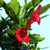 Граптофиллум  excelsum- Graptophyllum excelsum