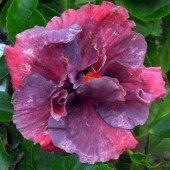 Гибискус Moorea Purple  Anastasya- Hibiscus Moorea Purple  Anastasya