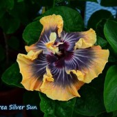 Гибискус  Moorea Silver Sun-Hibiscus Moorea Silver Sun
