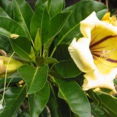 Соландра крупноцветковая-Solandra grandiflora