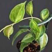 Хойя Dennisii frida variegata -Hoya Dennisii frida variegata