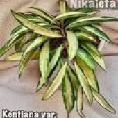 Хойя hoya kentiana variegata-Hoya kentiana variegata