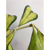 Хойя Manipurensis Philo variegata-Hoya Manipurensis Philo variegata