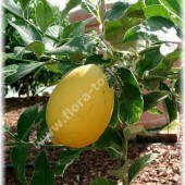 Персидский/лайм Таити-Citrus latifolia-Persische Limette