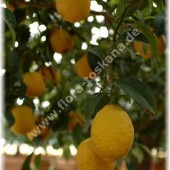 Лимон-Citrus limon ґLunario`-Vier-Jahreszeiten