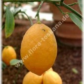 Лимон мейера-Citrus x meyeri