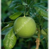 Помело-Citrus maxima x Citrus paradisi-Pampelmusenhybride