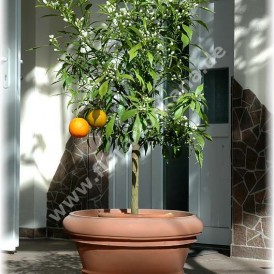 Citrus aurantium ´Salicifolia`-Иволистный померанец