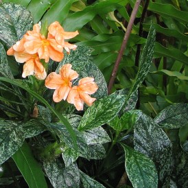 Кроссандра воронковидная вариегная-Crossandra infundibuliformis variegata