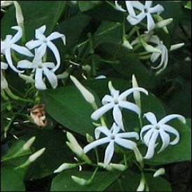 Жасмин сирингифолиум-Jasminum simplicifolium