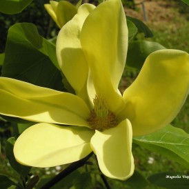 Magnolia  Daphne -Магнолия  Дафна